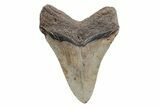 Serrated, Fossil Megalodon Tooth - North Carolina #208037-1